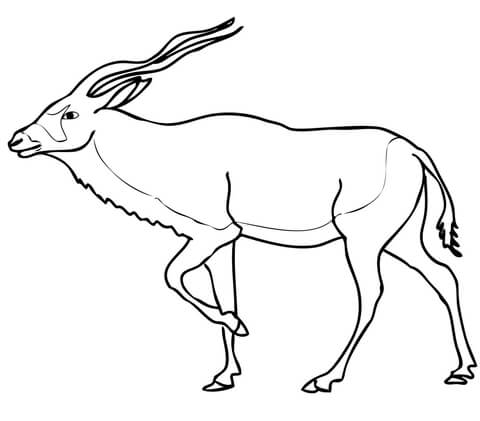 Addax Antelope Coloring Page